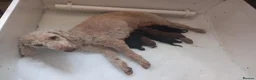 Bedlington Terrier dogs for sale: KC reg, CT clear Bedlington terrier puppies in Wrexham - Advert 1