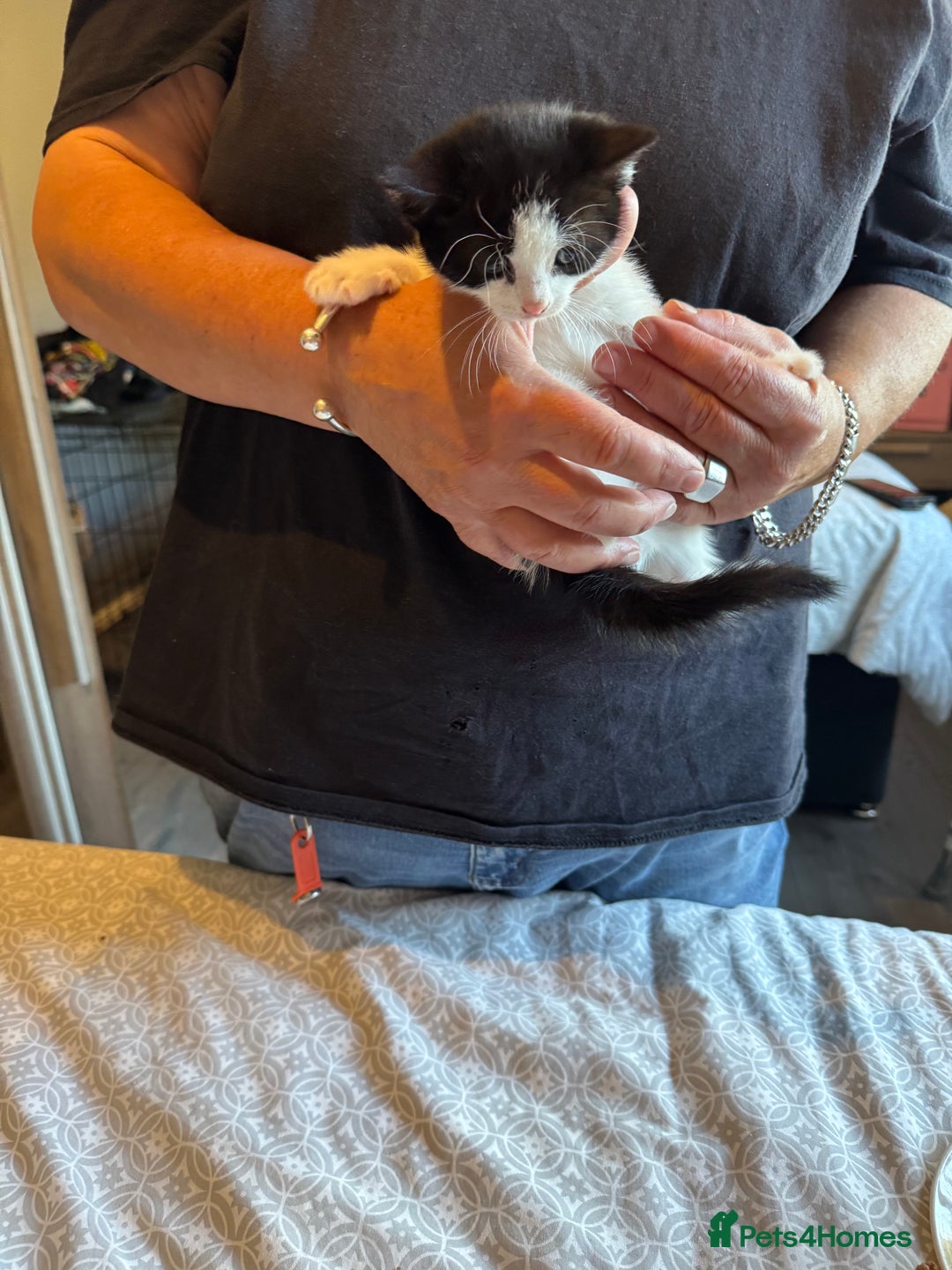 British Shorthair cats for sale: Kittens for sale  - Image 17