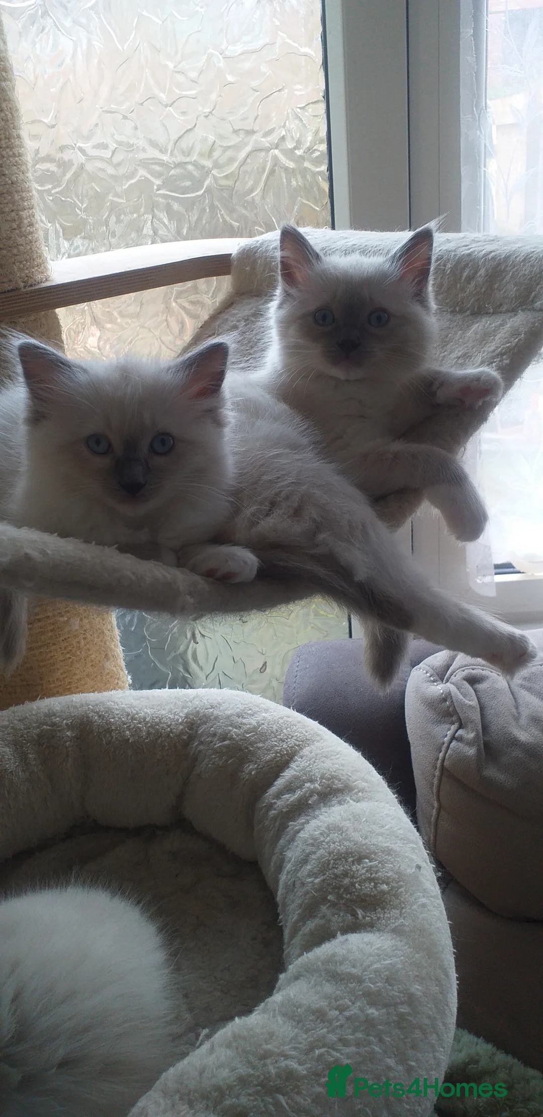 Ragdoll cats for sale: Beautiful Ragdoll Kittens - Advert 7