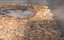 Hamster rodents for sale: Supertamed Russian white dwarf Baby Hamsters - Image 8