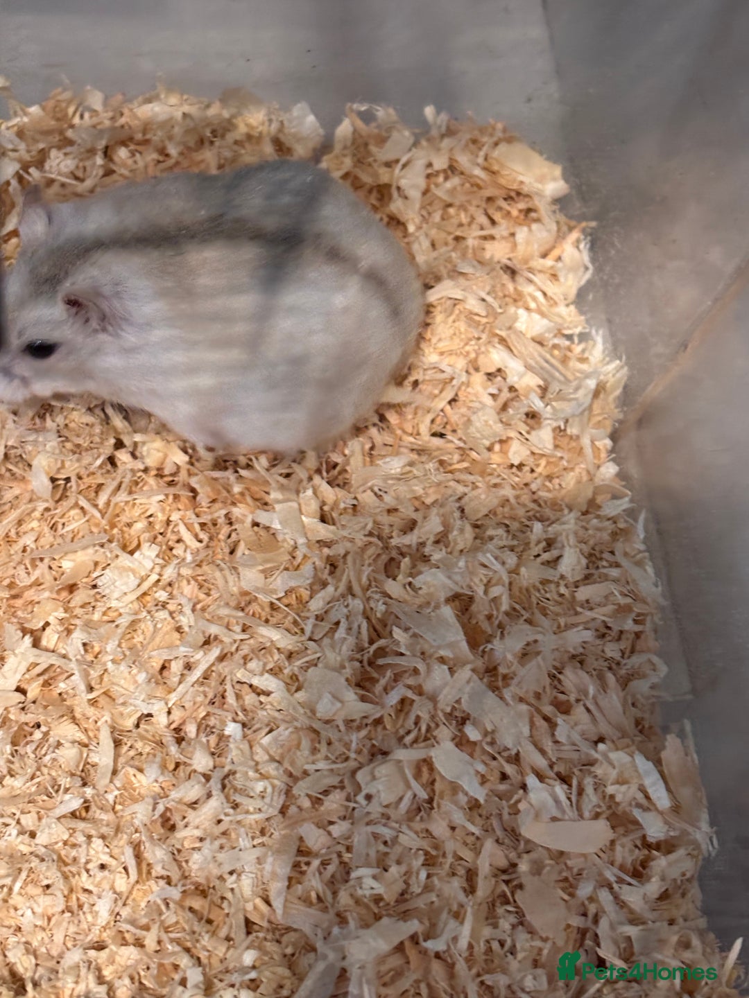 Hamster rodents for sale: Supertamed Russian white dwarf Baby Hamsters - Image 8