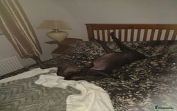 Greyhound dogs for sale: 3 year old retired greyhound, stunning - Image 5