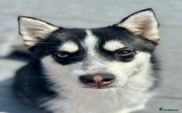 Pomsky dogs for stud: Pomsky Stud Available - NorthWest - Image 3