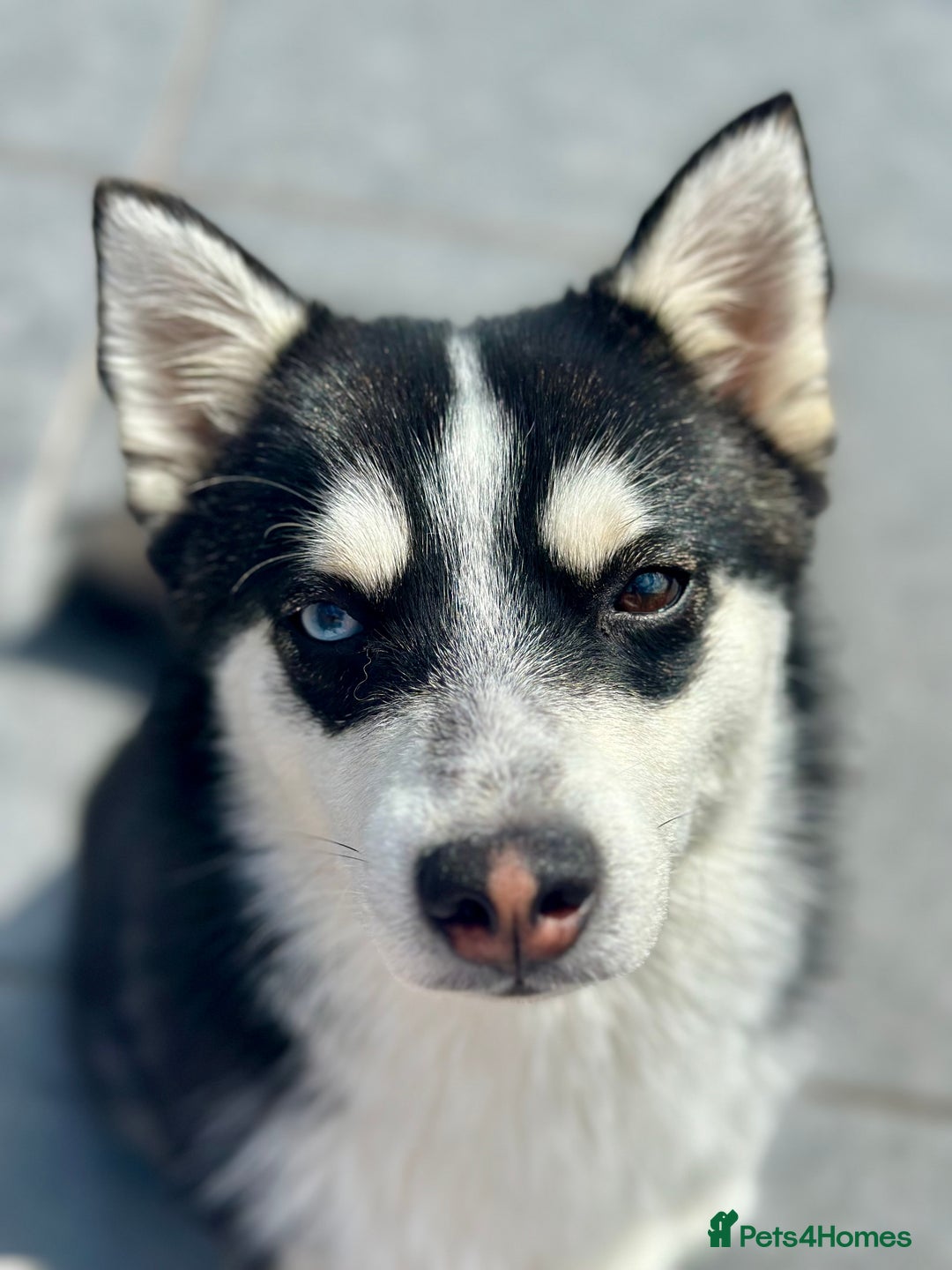 Pomsky dogs for stud: Pomsky Stud Available - NorthWest - Image 3