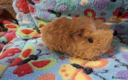 Guinea Pig rodents for sale: Baby Longhaired Brothers/Teddies Available RTR - Image 15