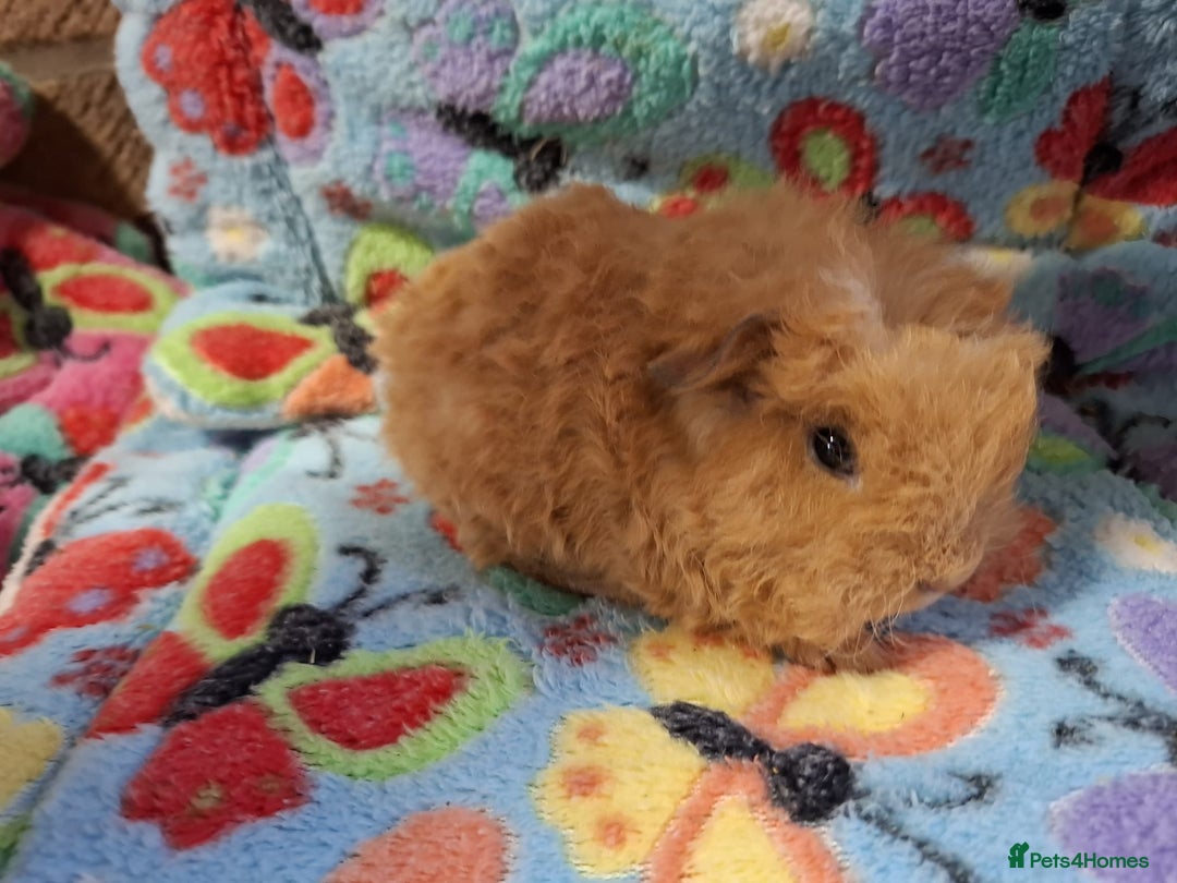 Guinea Pig rodents for sale: Baby Longhaired Brothers/Teddies Available RTR - Image 15