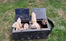 Ferret rodents for sale: Ferrets ready to go - Image 3