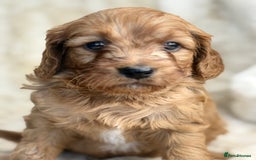Cavapoo dogs for sale: Stunning health tested Cavapoo puppies - Image 9