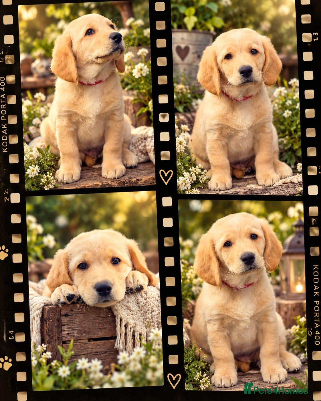 Labradoodle dogs 🐾 Beautiful Apricot Medium Labradoodle Boy 🧡 - Advert 13
