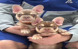 French Bulldog dogs for sale: French bulldog  - Image 8