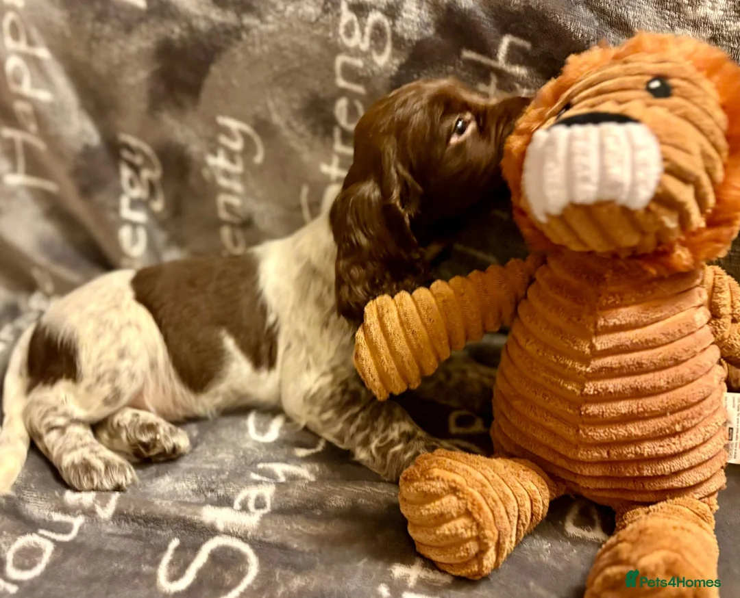 Cocker Spaniel dogs for sale: Cocker spaniels - Advert 18