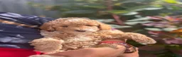 Toy Poodle dogs for stud: Stunning playful Parti Toy Poodle at Stud - Advert 5