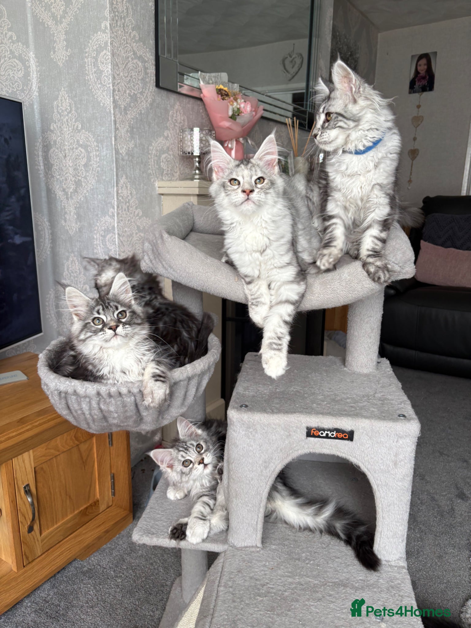 Maine Coon cats Beautiful TICA registered Maine Coon Kittens,  - Advert 7
