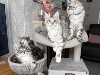 Maine Coon cats ACTIVE TICA Maine Coon Kittens available - Advert 1