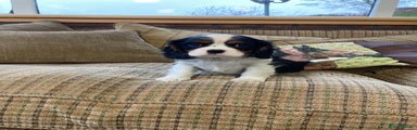 Cavalier King Charles Spaniel Puppy 4