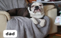 English Bulldog dogs for sale: Olde English bulldog puppies  - Image 6