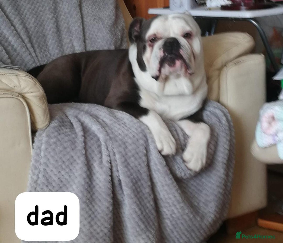 English Bulldog dogs for sale: Olde English bulldog puppies  - Image 6