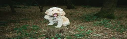 Cockapoo dogs for sale: Herbie - Advert 4