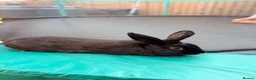 Mixed Breed rabbits for sale: Bunny - Advert 5