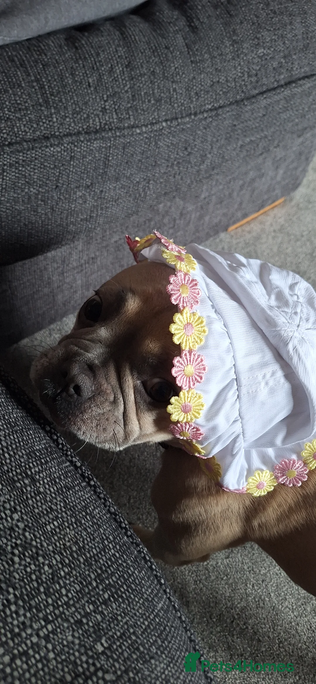 French Bulldog dogs for sale: Lady The French Bulldog - Advert 2