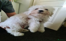 Bichon Frise dogs for sale: 2 Fluffy Bichon Frise puppies looking for a home! - Image 11
