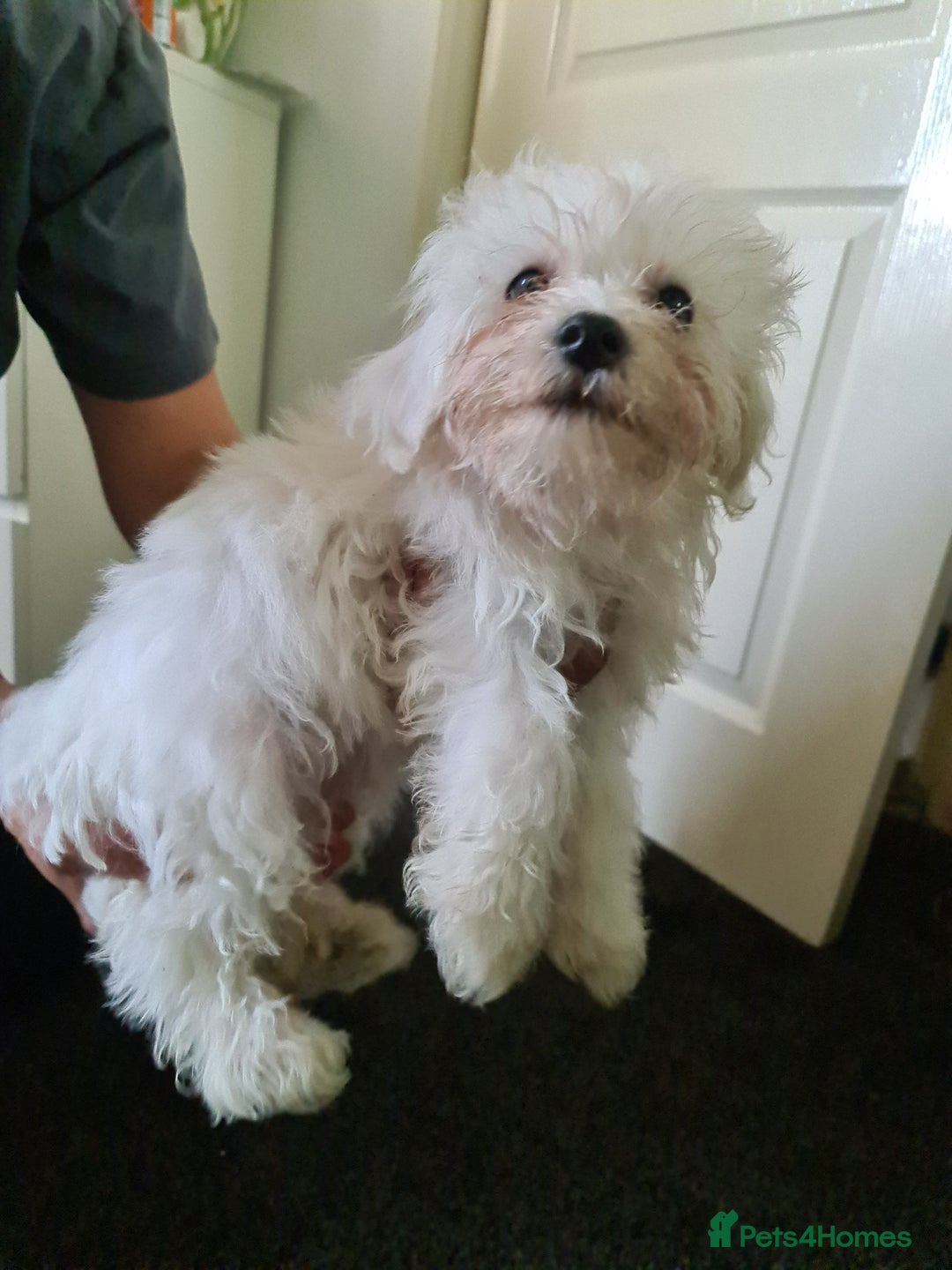 Bichon Frise dogs for sale: 2 Fluffy Bichon Frise puppies looking for a home! - Image 11