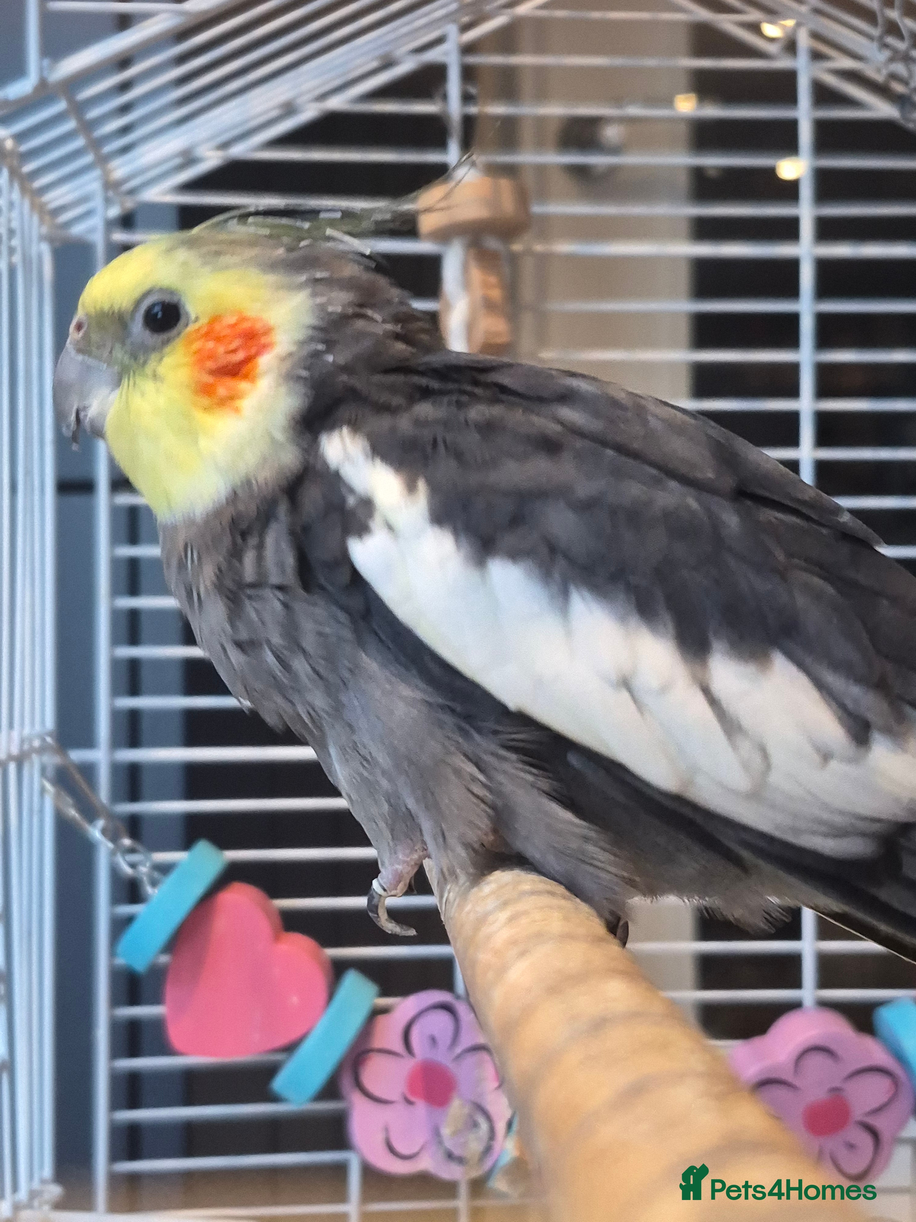 Cockatiels birds Cockatiel for Sale – Experienced Home Needed - Advert 1