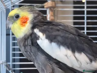 Cockatiels birds Cockatiel for Sale – Experienced Home Needed - Advert 17