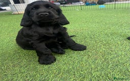 Cocker Spaniel dogs for sale: LAST BOY - Show Cocker Spaniel  in Newport - Image 10