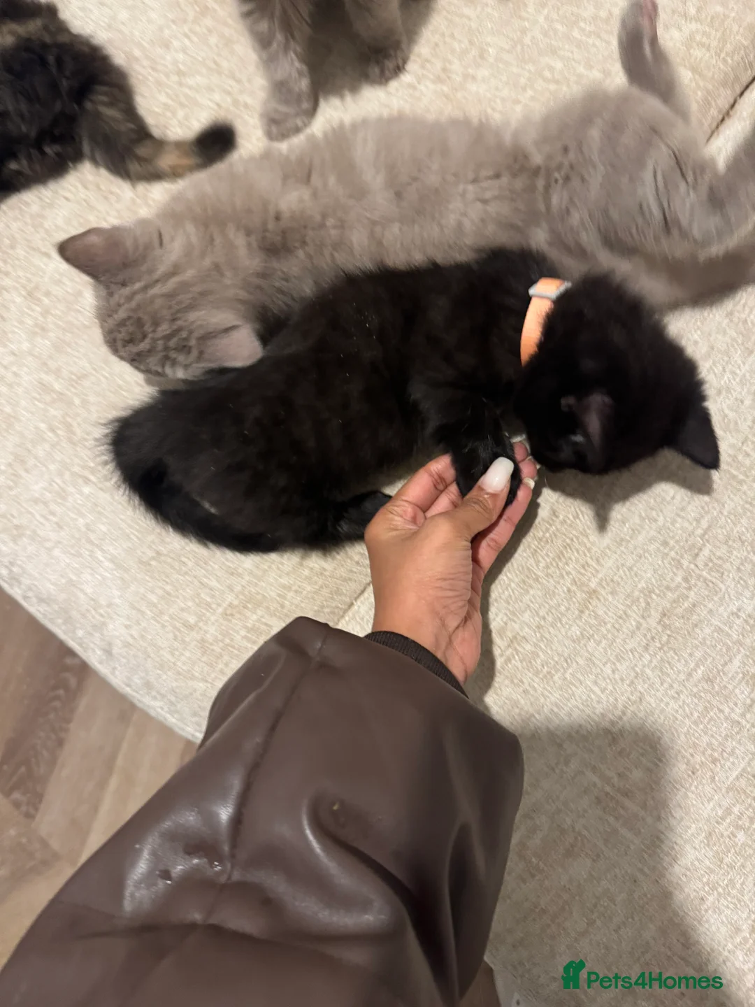 Munchkin cats for sale: 💎 RARE 💎 STANDARD MUNCHKINS READY TO LEAVE NOW  - Advert 15