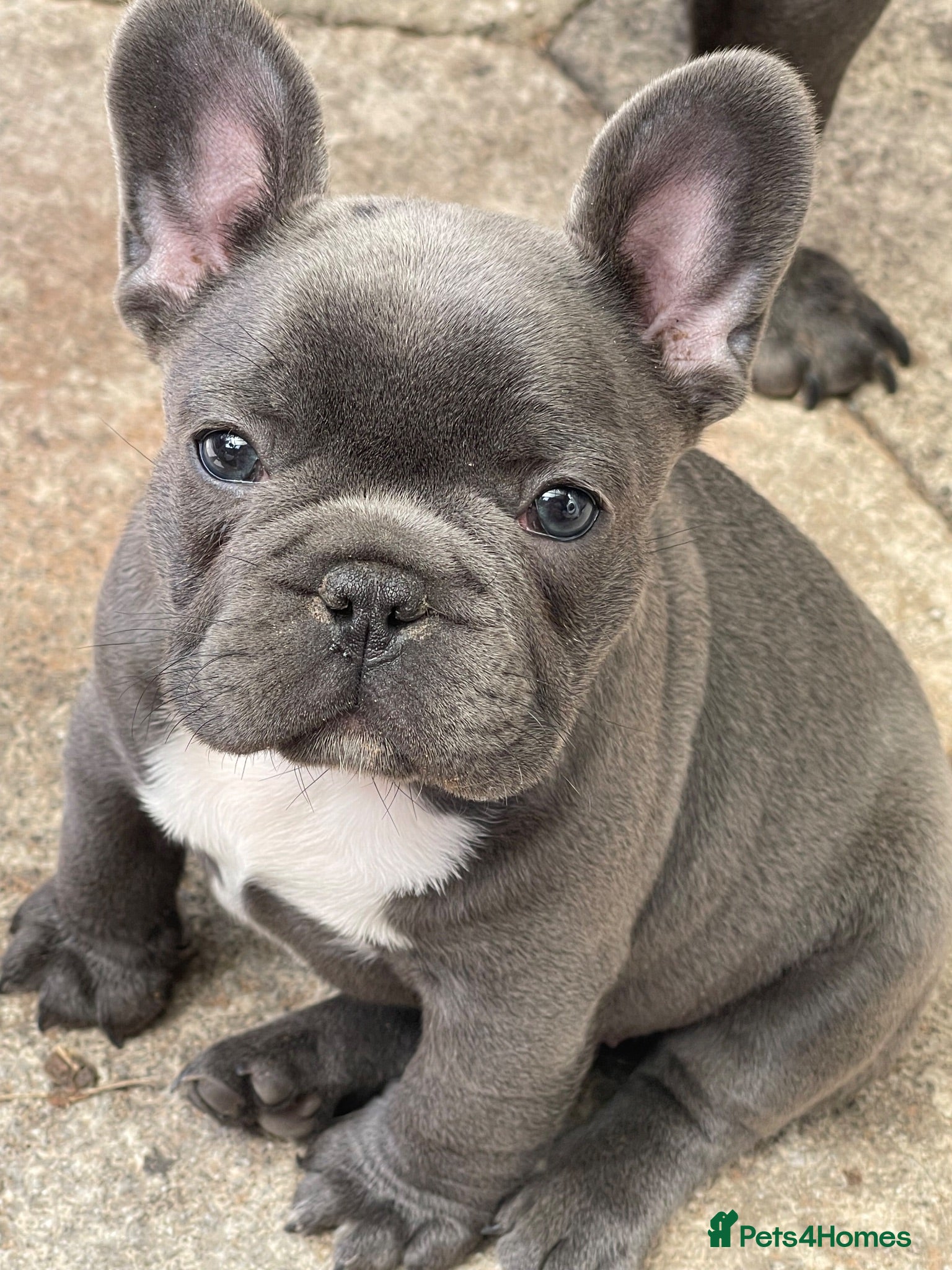 French Bulldog dogs  Adorable French Bulldog Puppies ❤️🐾 - Advert 1