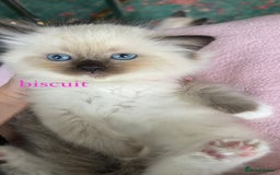 Ragdoll cats for sale: ragdoll kittens - Image 5