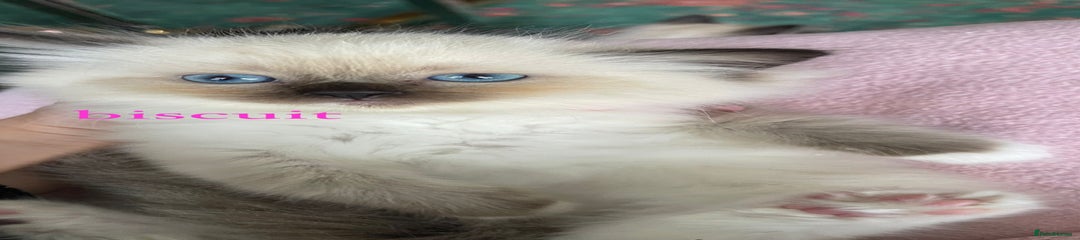 Ragdoll Kitten 6