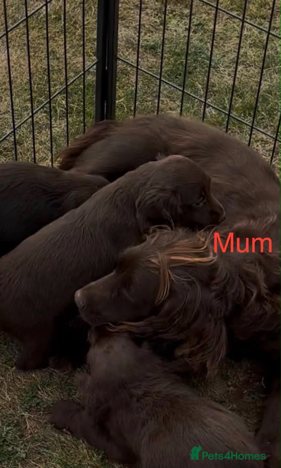Cocker Spaniel dogs for sale: ❤️Beautiful cocker spaniel puppies🐶 - Advert 7