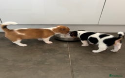 Jack Russell dogs for sale: Adorable Short Legged Jack Russell Puppies - Image 3