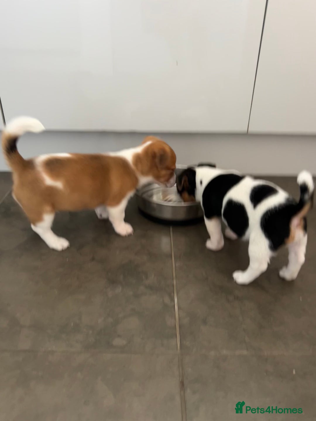 Jack Russell dogs for sale: Adorable Short Legged Jack Russell Puppies - Image 3