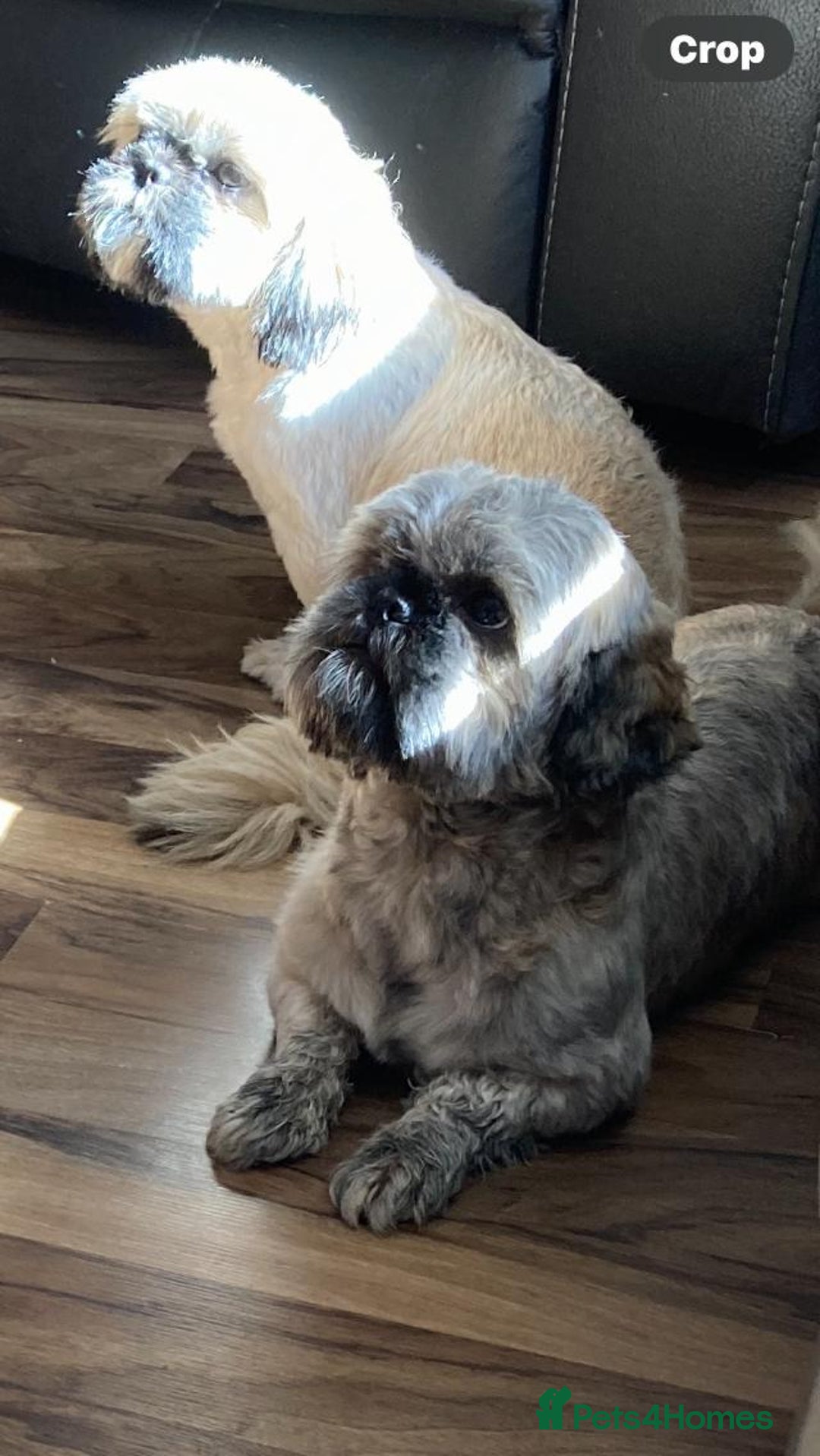 Shih Tzu dogs for sale: 2 female shihtzu's  - Image 2