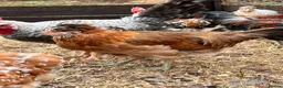 Chickens poultry for sale: Gold duckwing Araucanas blue egg layers - Advert 2