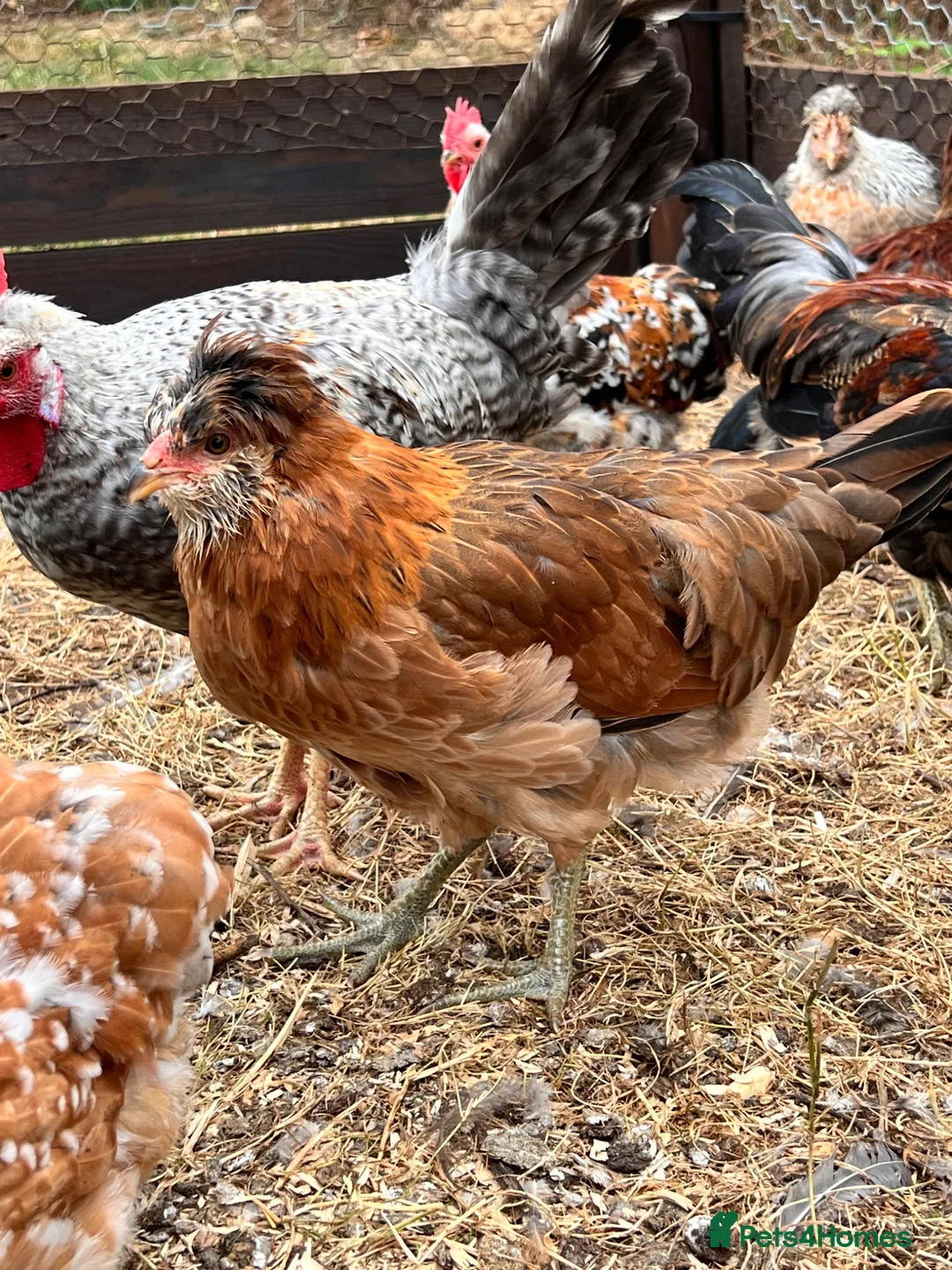 Chickens poultry for sale: Gold duckwing Araucanas blue egg layers - Advert 2