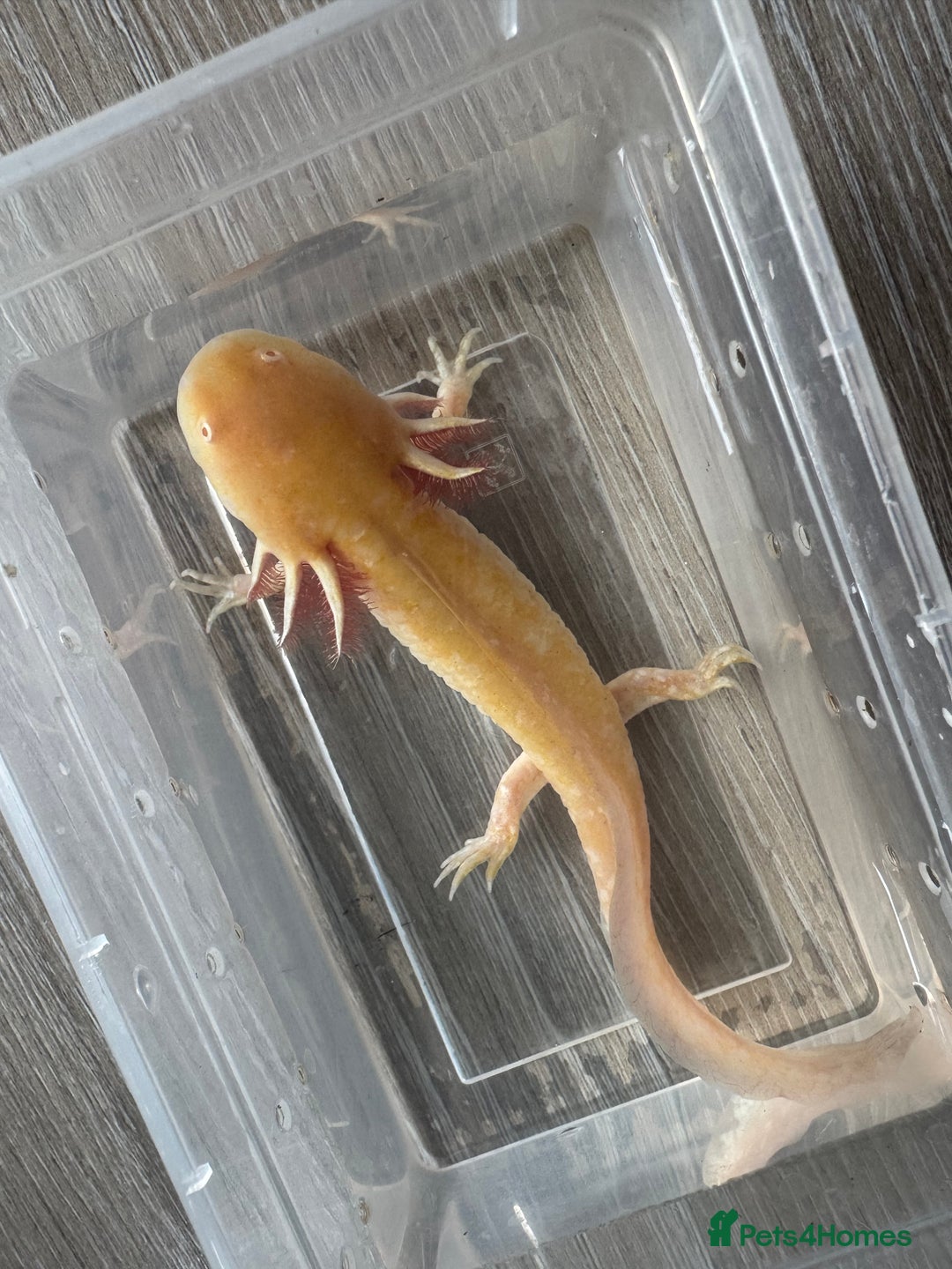 Axolotl reptiles for sale: Golden albino axolotl  - Image 3