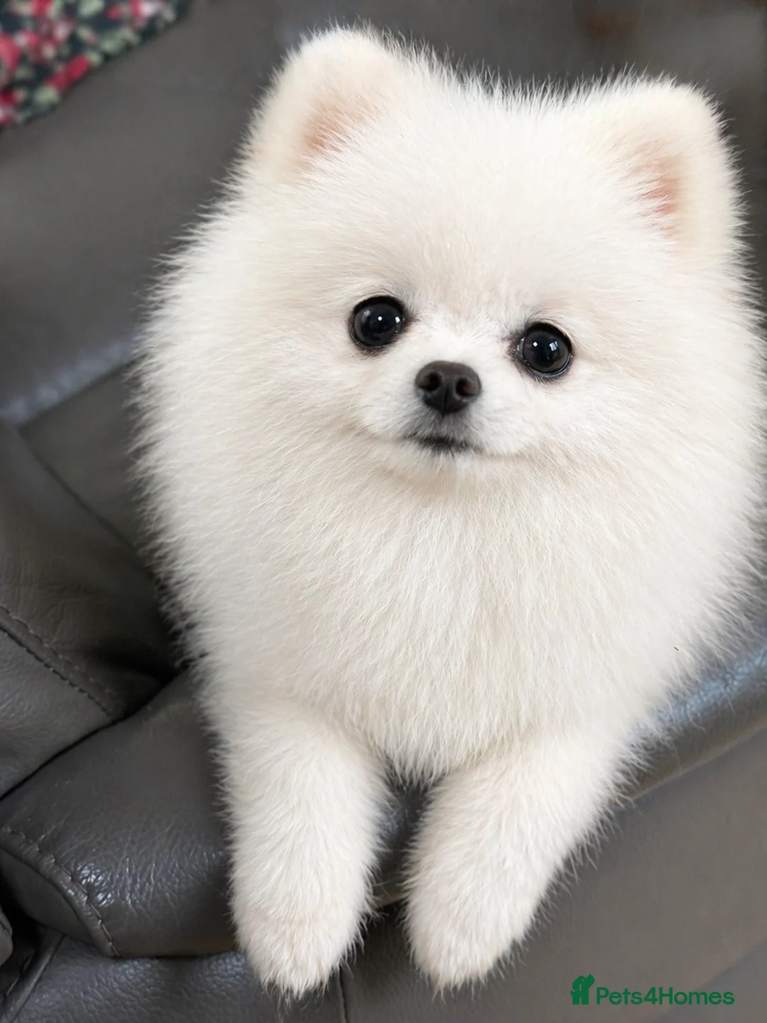 Pomeranian dogs for stud: Pierre stunning white TINY teddy Pom STUD ONLY - Advert 2