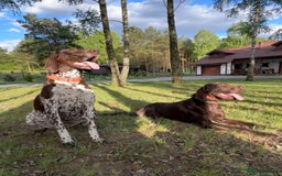 German Shorthaired Pointer dogs for sale: Mrs Dorota Sadowska - Image 1
