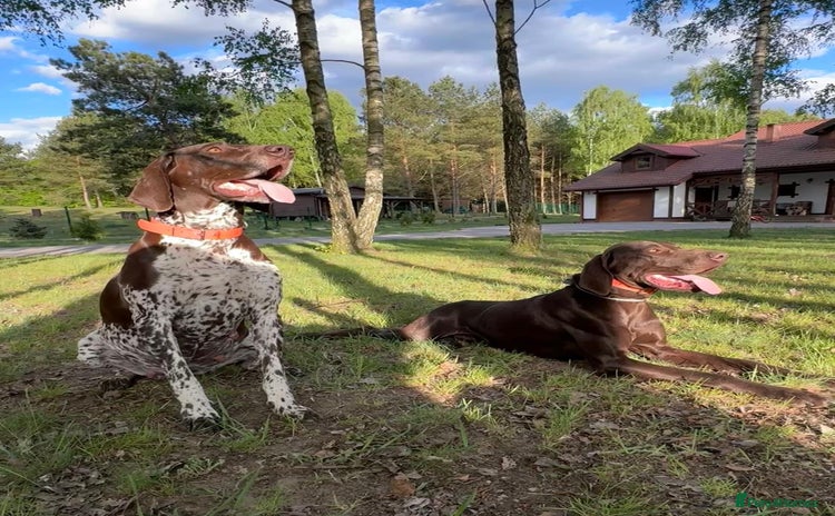 German Shorthaired Pointer dogs - Advert 1