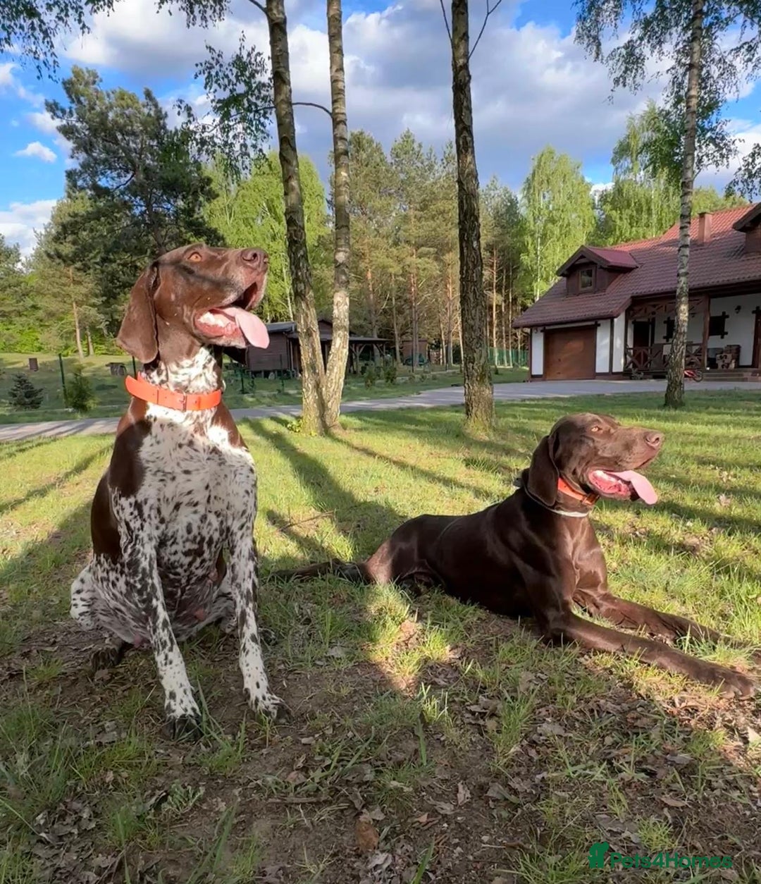 German Shorthaired Pointer dogs for sale: Mrs Dorota Sadowska - Image 1