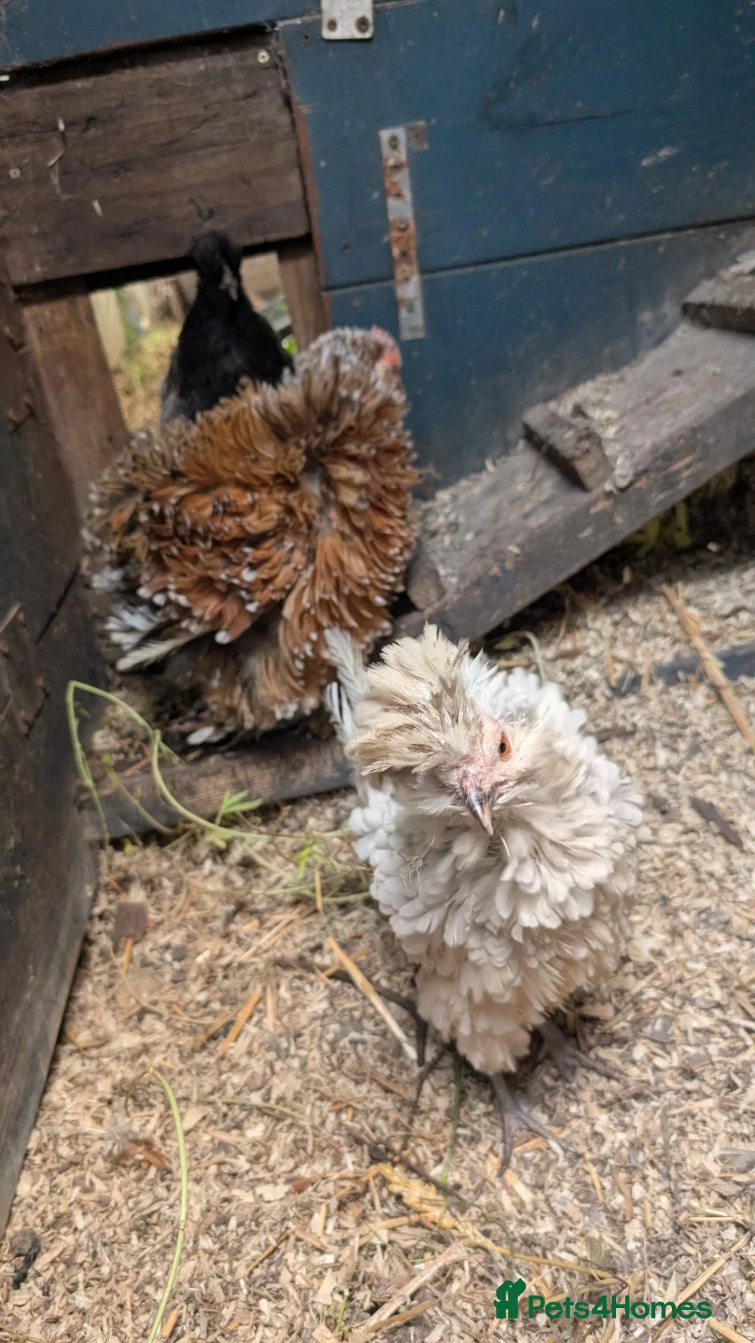 Chickens poultry for sale: Chickens for sale  - Advert 1