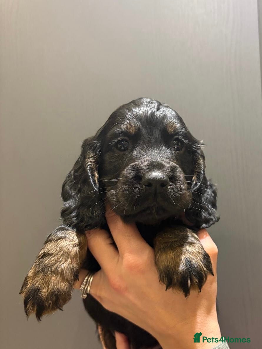 Cocker Spaniel dogs KC working cocker spaniel puppies  - Advert 6