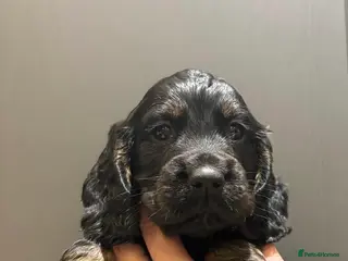 Cocker Spaniel dogs KC working cocker spaniel puppies - Advert 6