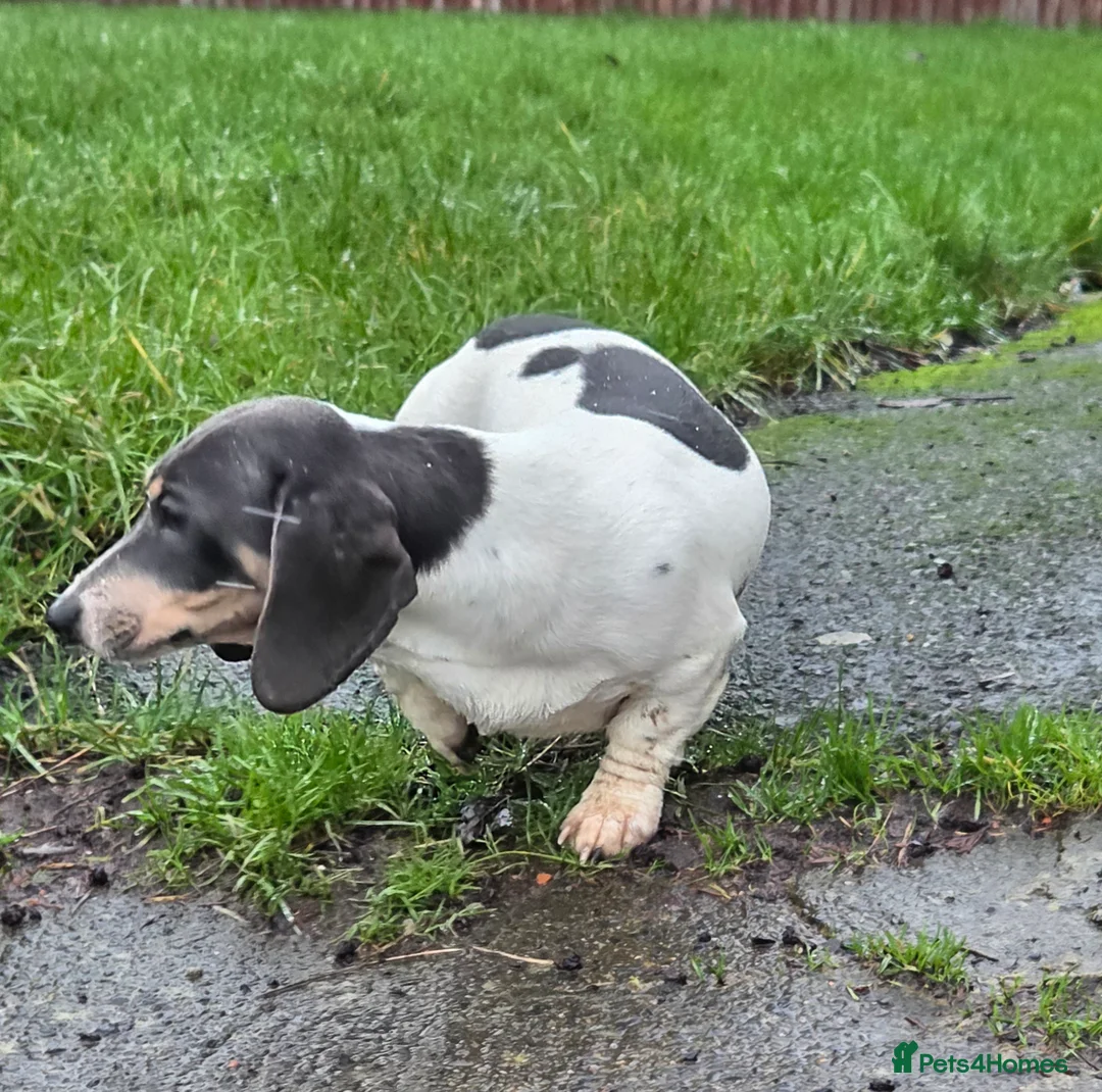 Miniature Dachshund dogs for stud: Blue & Tan pied mini daxi stud carrying choc - Advert 6