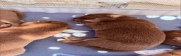 Pomsky dogs for sale: Stunning F3 Rare Chocolate Pomskies Health Tested - Advert 10