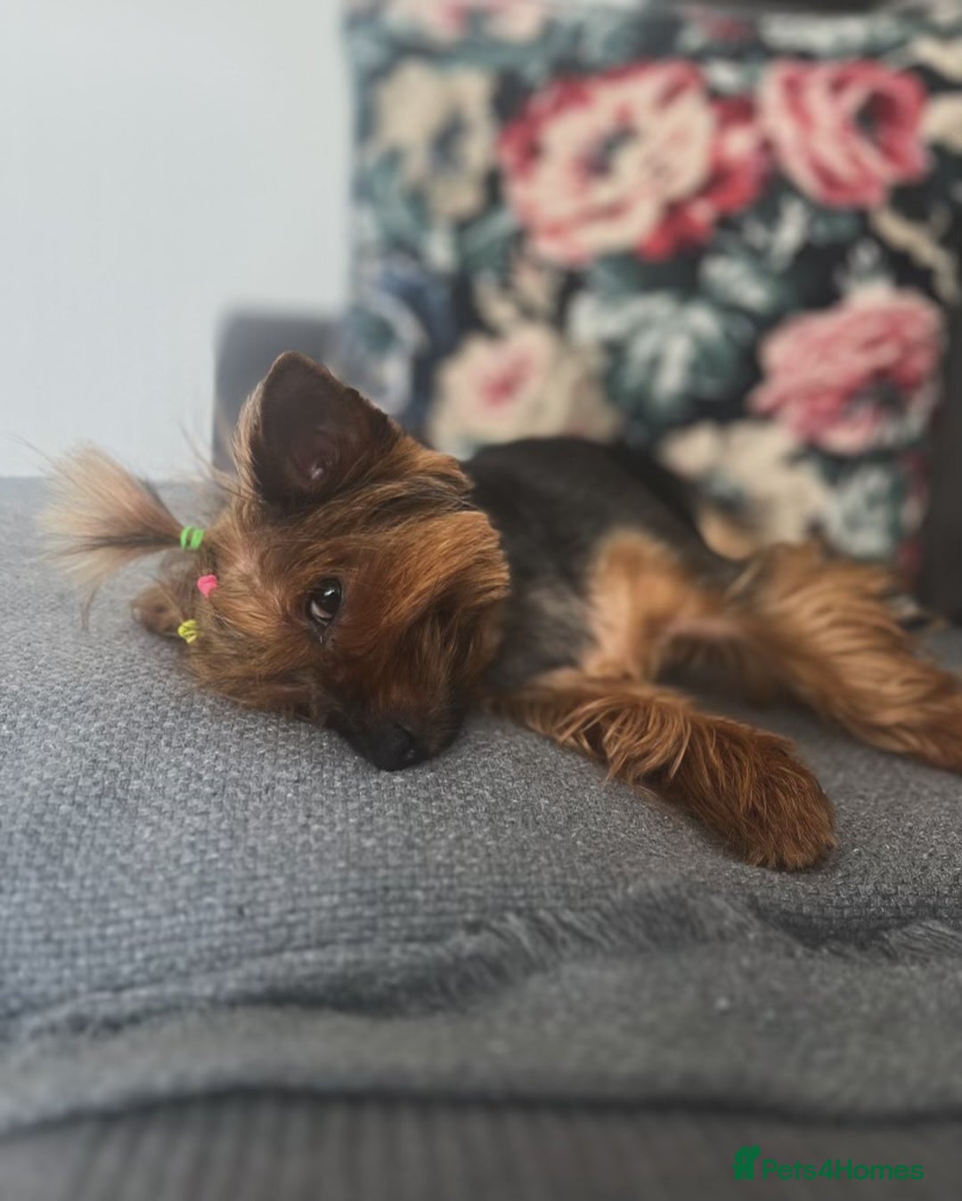 Yorkshire Terrier dogs for sale: ❤️Miniature yorkshire terrier puppies ☘️ - Image 23